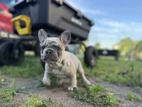 Suzy Q, a female French Bulldog for sale in Elk River, MN – 9 of 9