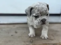 Isabella , a female French Bulldog for sale in Elk River, MN – 2 of 7