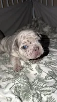 Isabella , a female French Bulldog for sale in Elk River, MN – 6 of 7