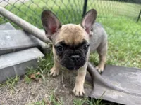 Daisy, a female French Bulldog for sale in Elk River, MN – 9 of 10