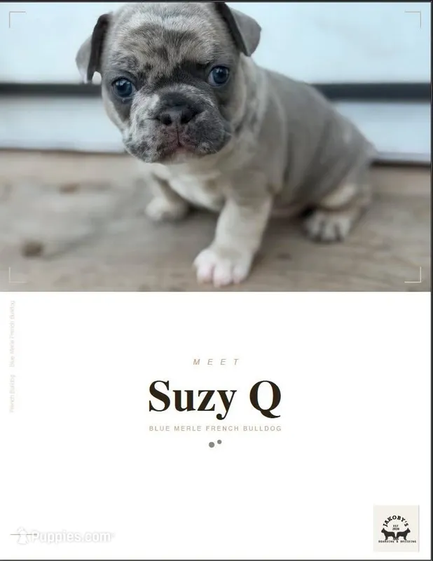Suzy Q – French Bulldog puppy for sale in Elk River, MN
