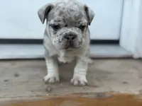 Isabella , a female French Bulldog for sale in Elk River, MN – 7 of 7