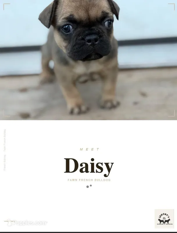Daisy – French Bulldog puppy for sale in Elk River, MN