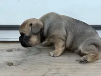 Daisy, a female French Bulldog for sale in Elk River, MN – 7 of 7