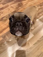 Chuck, a male French Bulldog for sale in Elk River, MN – Photo 8 of 8