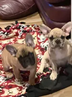 Chuck, a male French Bulldog for sale in Elk River, MN – Photo 5 of 8