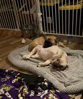 Chuck, a male French Bulldog for sale in Elk River, MN – Photo 7 of 8