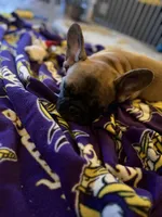 Chuck, a male French Bulldog for sale in Elk River, MN – Photo 6 of 8