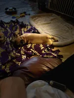 Chuck, a male French Bulldog for sale in Elk River, MN – Photo 4 of 8