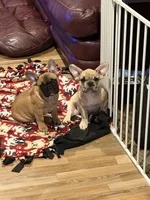 Chuck, a male French Bulldog for sale in Elk River, MN – Photo 2 of 8