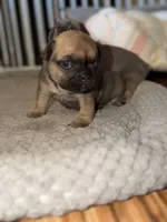 Daisy, a female French Bulldog for sale in Elk River, MN – 3 of 7