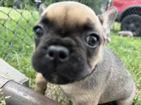 Daisy, a female French Bulldog for sale in Elk River, MN – 10 of 10