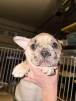 processed/71db6654-8937-425b-9406-4e347a4a3c60/listing/d477d1ce-191d-45b4-bb9f-28e46d0763c7/7609de90-0248-42aa-a582-0c7ecb866ee9