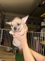 processed/71db6654-8937-425b-9406-4e347a4a3c60/listing/d477d1ce-191d-45b4-bb9f-28e46d0763c7/c8cf1407-acd5-47ef-ba61-b1e846211aa3