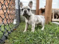 Isabella, a female French Bulldog for sale in Elk River, MN – 2 of 4