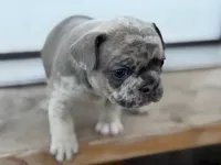 Suzy Q, a female French Bulldog for sale in Elk River, MN – 8 of 8