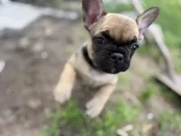 Daisy, a female French Bulldog for sale in Elk River, MN – 8 of 10