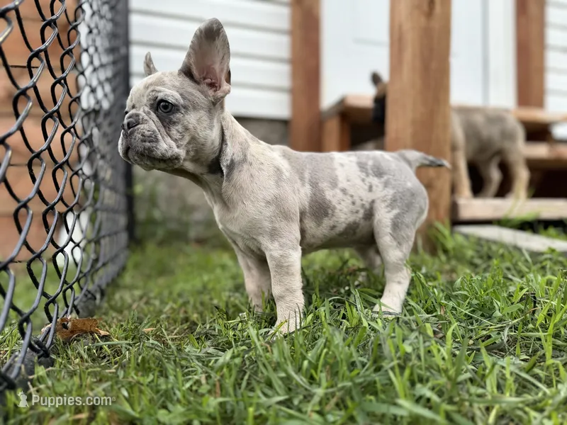 Isabella – French Bulldog puppy for sale in Elk River, MN