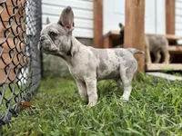 Isabella, a female French Bulldog for sale in Elk River, MN – 1 of 4