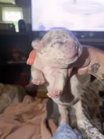 Isabella , a female French Bulldog for sale in Elk River, MN – 3 of 7
