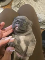 Suzy Q, a female French Bulldog for sale in Elk River, MN – 4 of 8