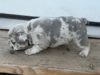 Isabella , a female French Bulldog for sale in Elk River, MN – 5 of 7