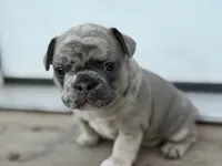Suzy Q, a female French Bulldog for sale in Elk River, MN – 6 of 8