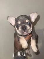 Topaz , a female French Bulldog for sale in Stamford, CT – Photo 4 of 10