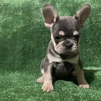 Topaz , a female French Bulldog for sale in Stamford, CT – Photo 3 of 4