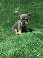 Topaz , a female French Bulldog for sale in Stamford, CT – Photo 5 of 10