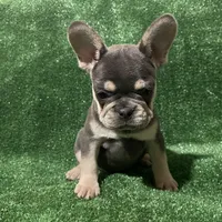 Topaz , a female French Bulldog for sale in Stamford, CT – Photo 2 of 4