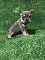 Topaz , a female French Bulldog for sale in Stamford, CT – Photo 7 of 10