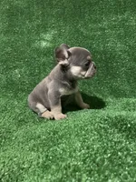 Topaz , a female French Bulldog for sale in Stamford, CT – Photo 8 of 10