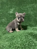 Topaz , a female French Bulldog for sale in Stamford, CT – Photo 2 of 10