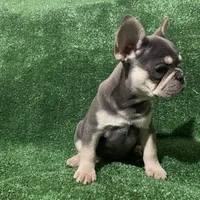 Topaz , a female French Bulldog for sale in Stamford, CT – Photo 4 of 4