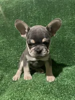 Topaz , a female French Bulldog for sale in Stamford, CT – Photo 9 of 10