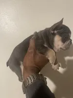 Topaz , a female French Bulldog for sale in Stamford, CT – Photo 3 of 10