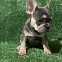 Topaz , a female French Bulldog for sale in Stamford, CT – Photo 1 of 4