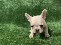 Cream Boy! , a male French Bulldog for sale in Stamford, CT – 3 of 7