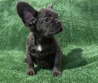 Blue Topaz , a female French Bulldog for sale in Stamford, CT – 2 of 8