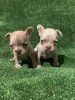 Isabella Boy, a male French Bulldog for sale in Stamford, CT – Photo 1 of 6