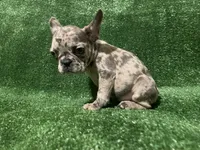 Bella , a female French Bulldog for sale in Stamford, CT – Photo 4 of 4