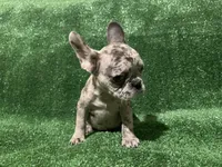 Bella , a female French Bulldog for sale in Stamford, CT – Photo 3 of 4
