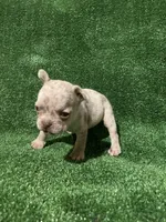 Isabella Boy, a male French Bulldog for sale in Stamford, CT – Photo 5 of 6