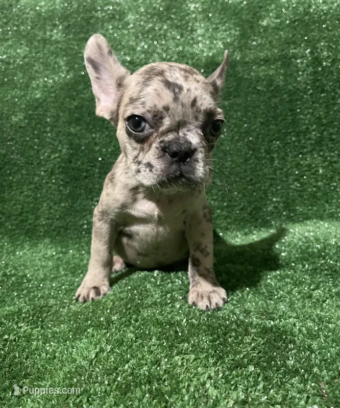Bella , a female French Bulldog for sale in Stamford, CT – Photo 1 of 4