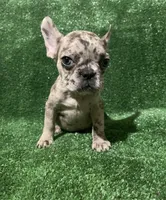 Bella , a female French Bulldog for sale in Stamford, CT – Photo 1 of 4