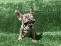 Bella , a female French Bulldog for sale in Stamford, CT – Photo 2 of 4