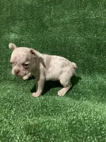 Isabella Boy, a male French Bulldog for sale in Stamford, CT – Photo 3 of 6