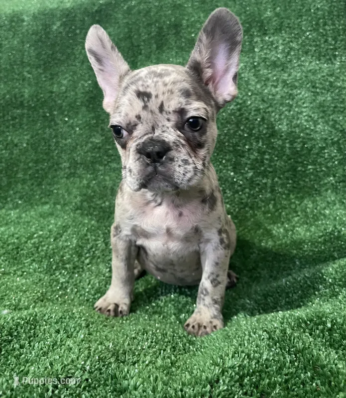 Bella  – French Bulldog puppy for sale in Stamford, CT