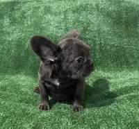 Blue Topaz , a female French Bulldog for sale in Stamford, CT – 6 of 8